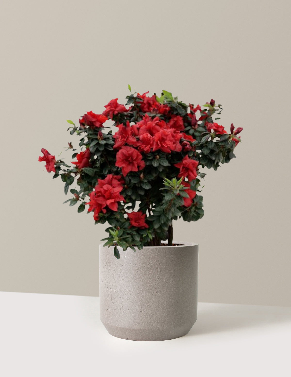 Ever AfterTM Ruby Azalea