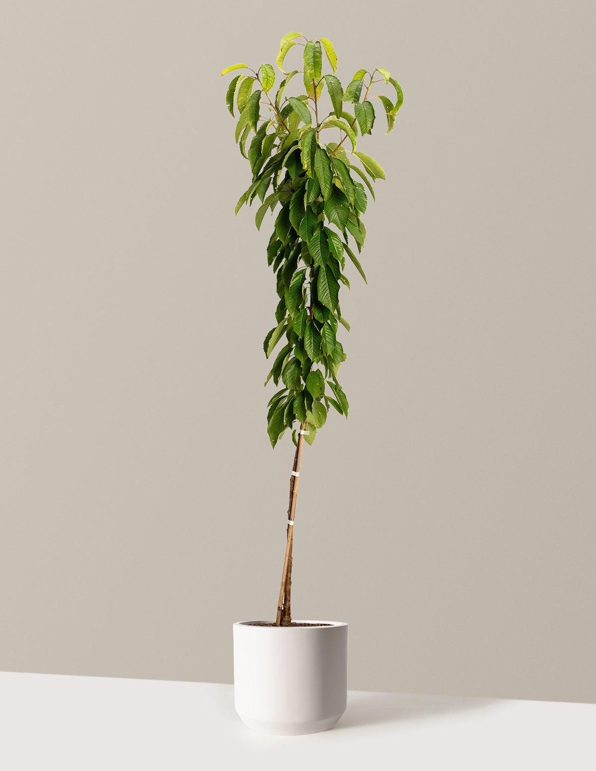 Black Tartarian Cherry Tree