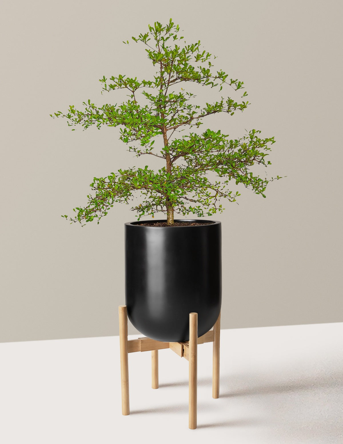 Black Olive Tree