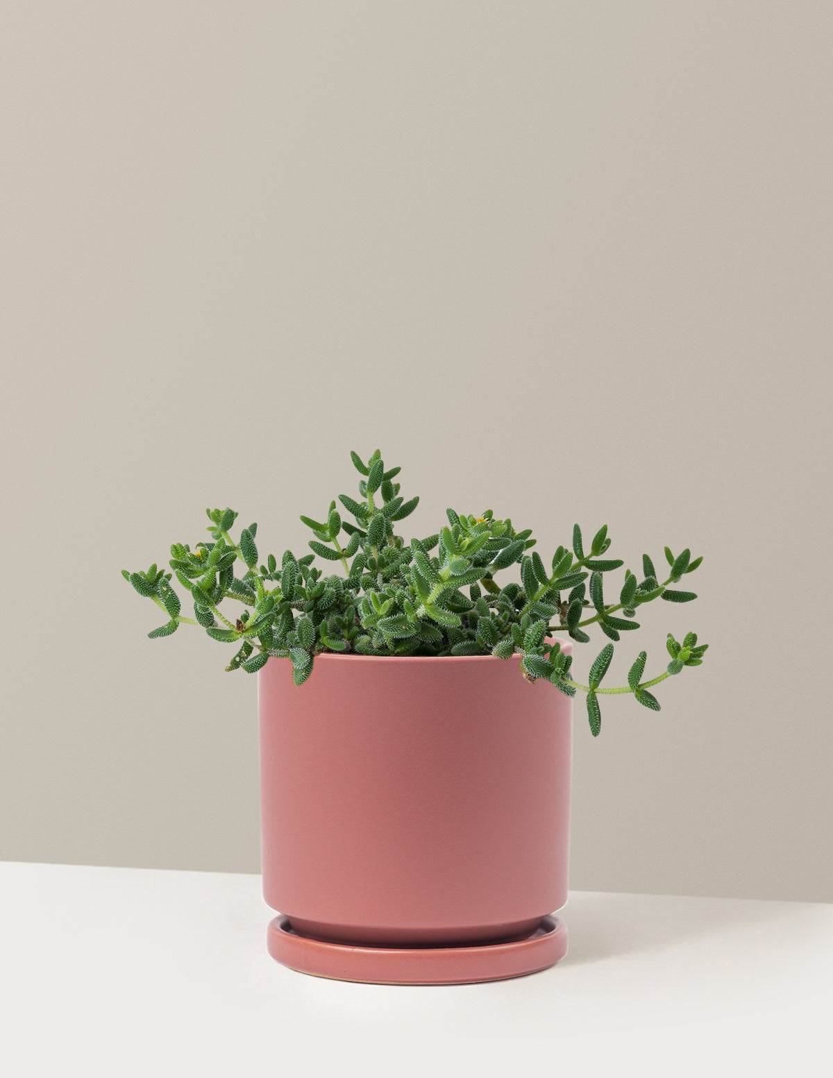Pickle Plant