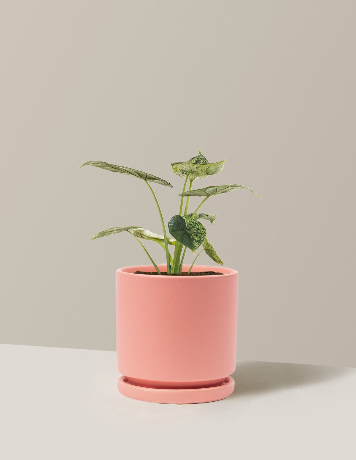 Alocasia Green Mint