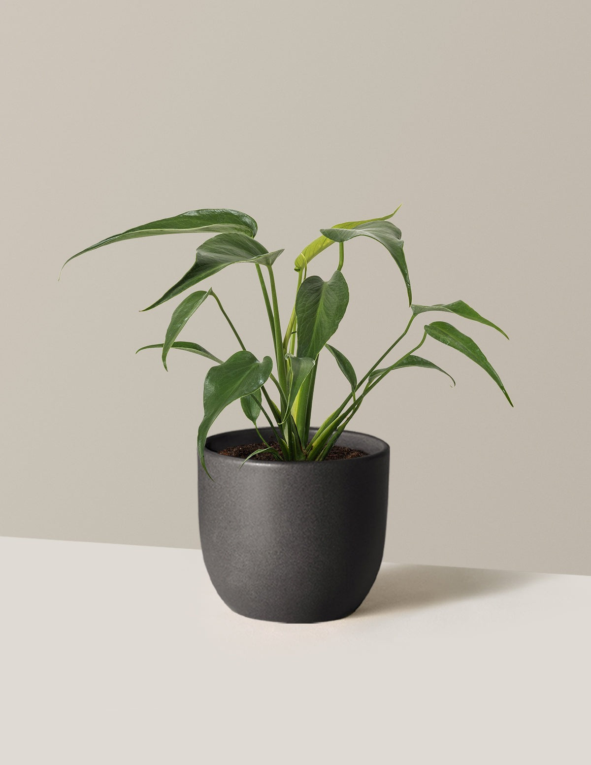 Monstera Burle Marx Flame