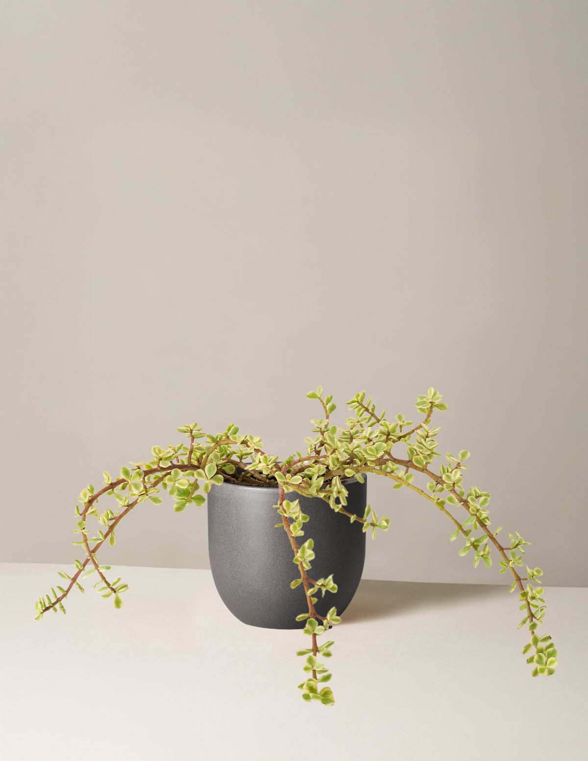 Variegated Elephant Bush Prosperity Plant