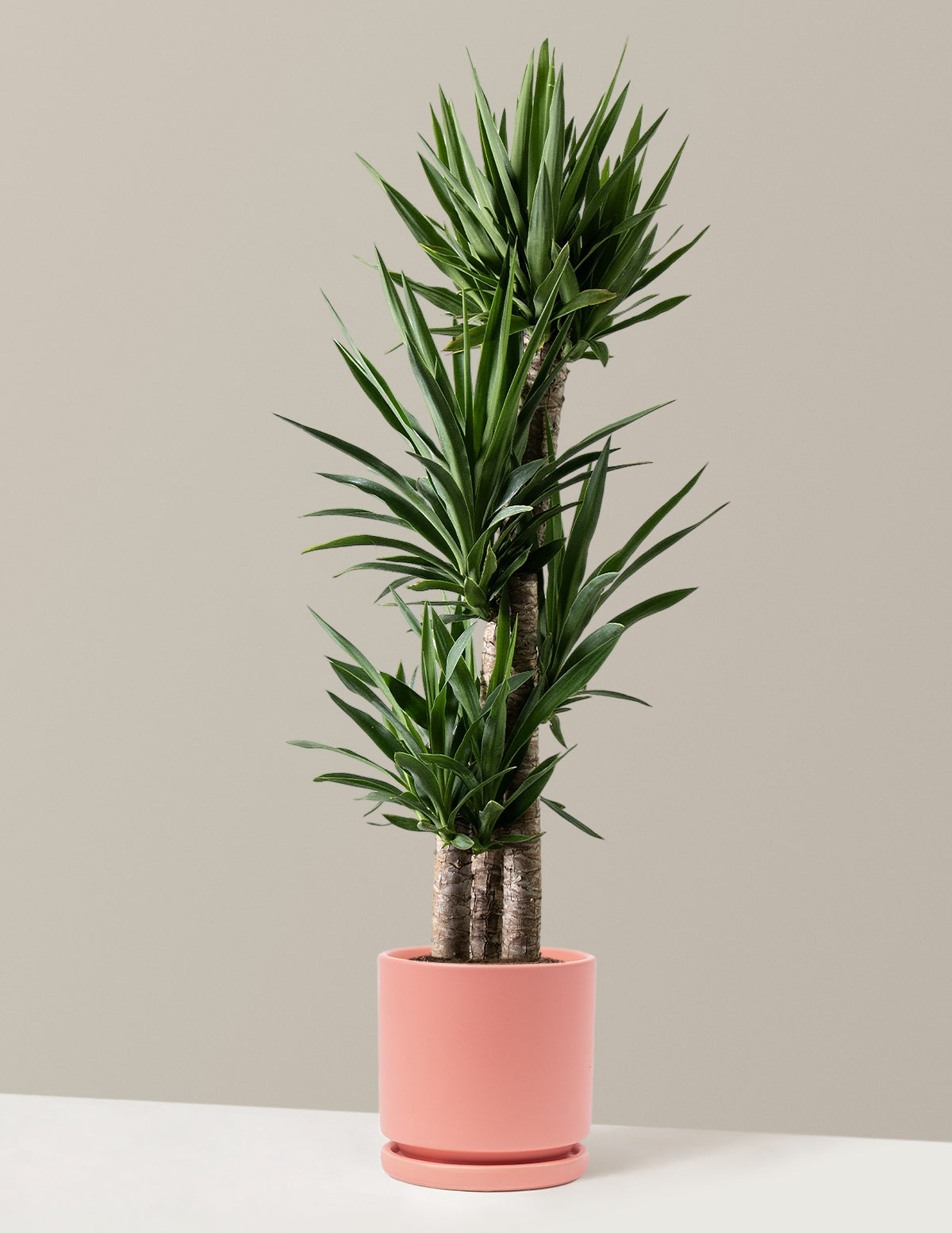 Yucca Plant Multi Stem