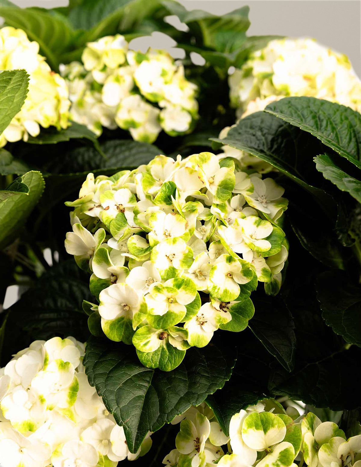 Grin and TonicTM Reblooming Hydrangea