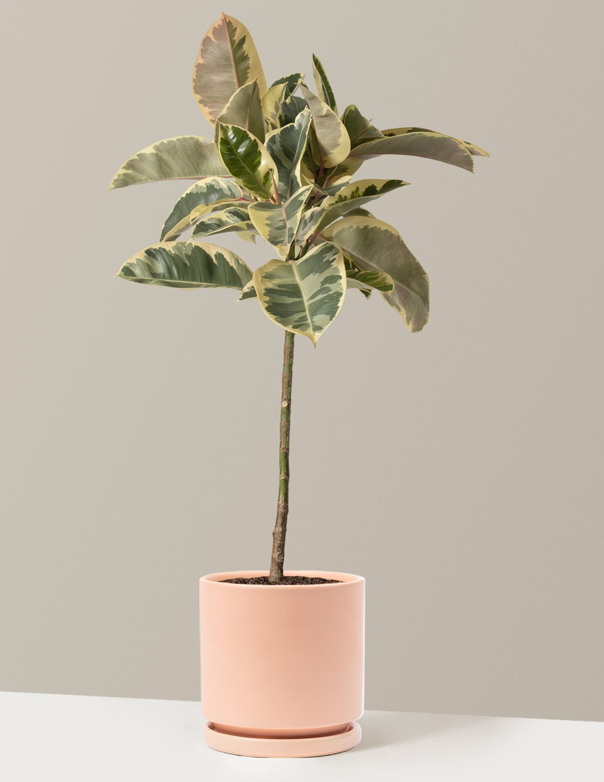 Ficus Tineke Tree