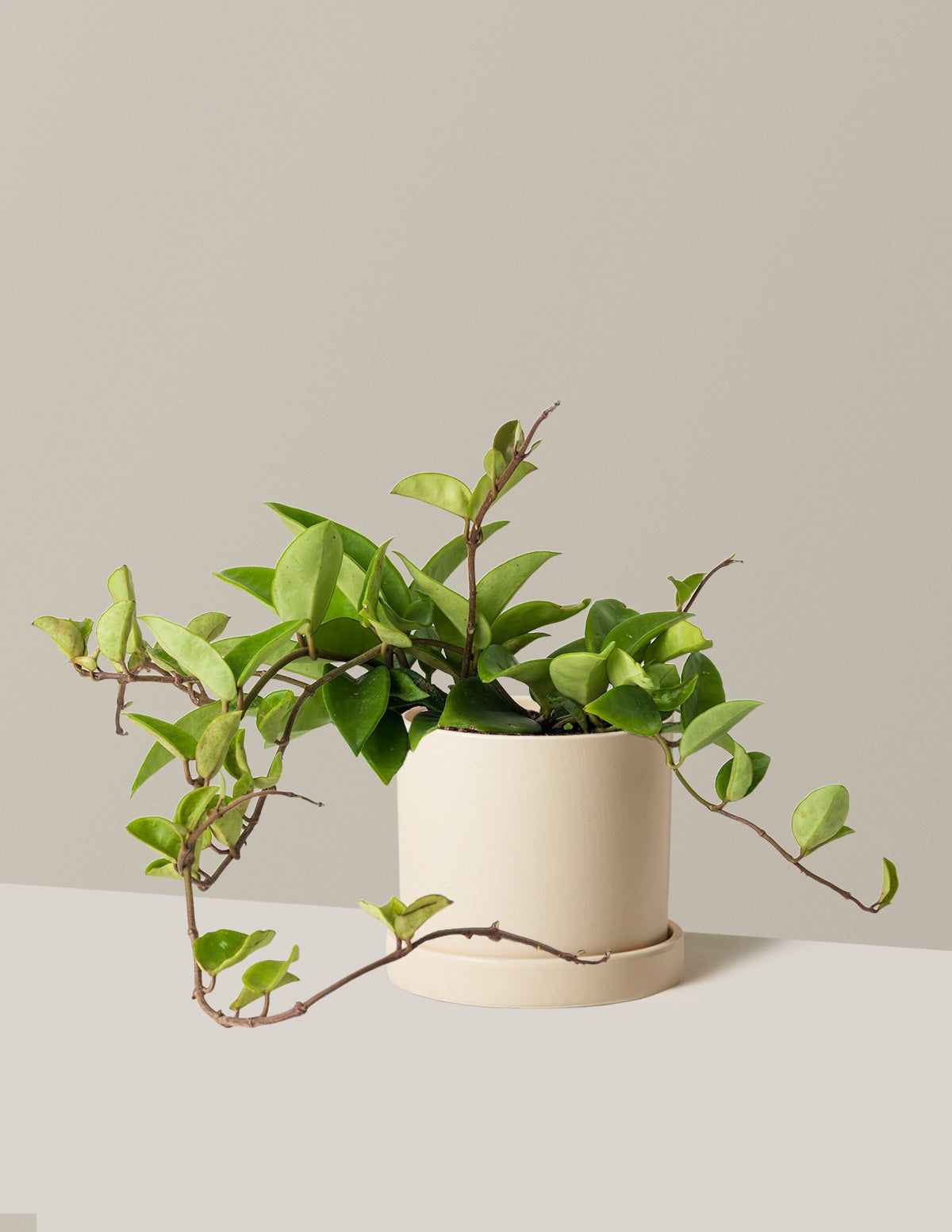 Hoya Pubicalyx Green