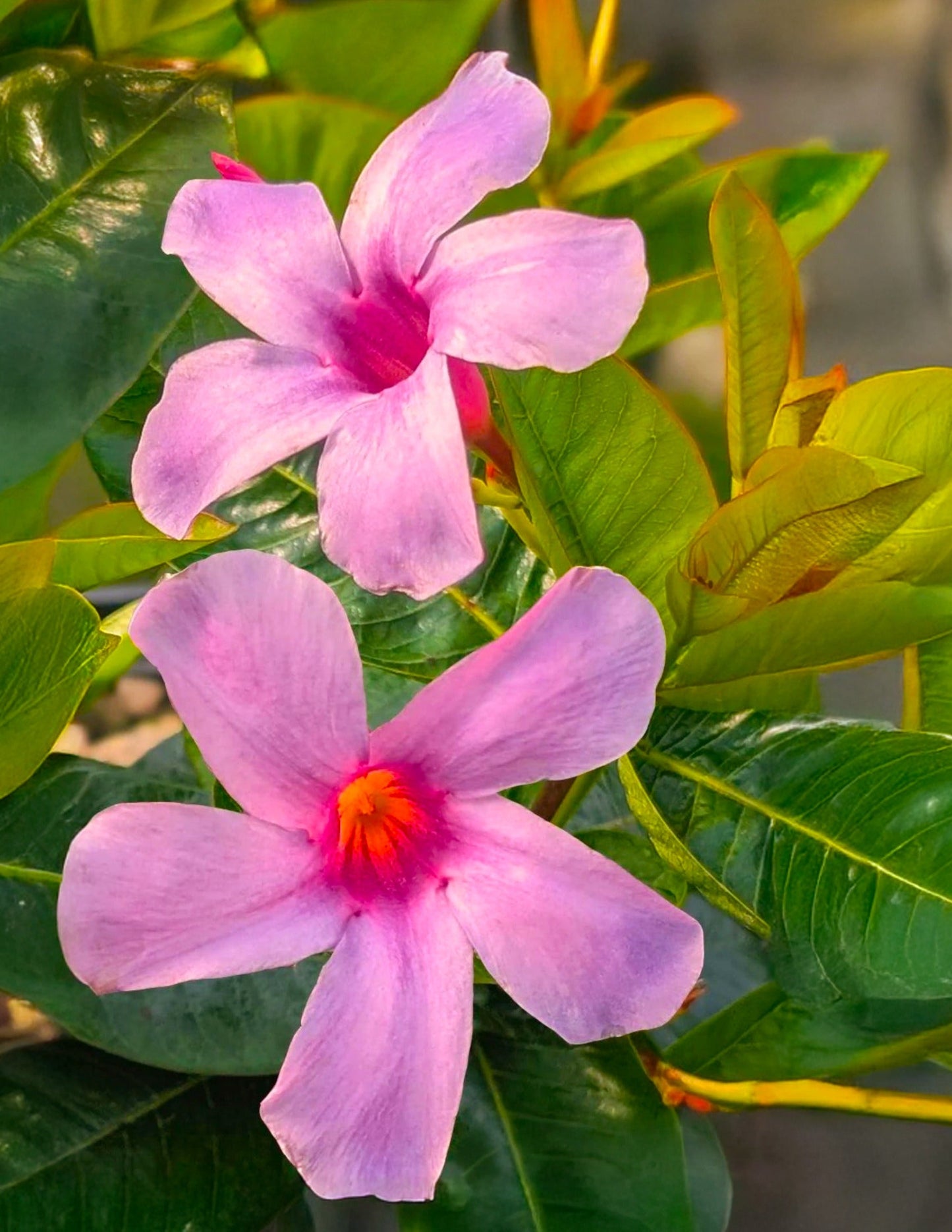 Sun Parasol® Original XP BluephoriaTM Mandevilla