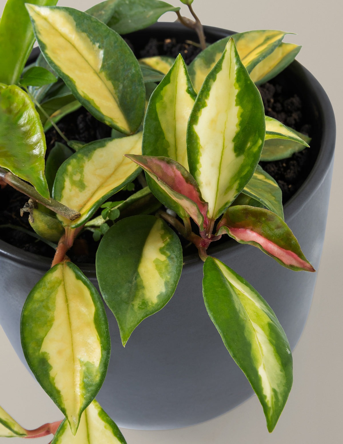 Hoya Carnosa Tricolor