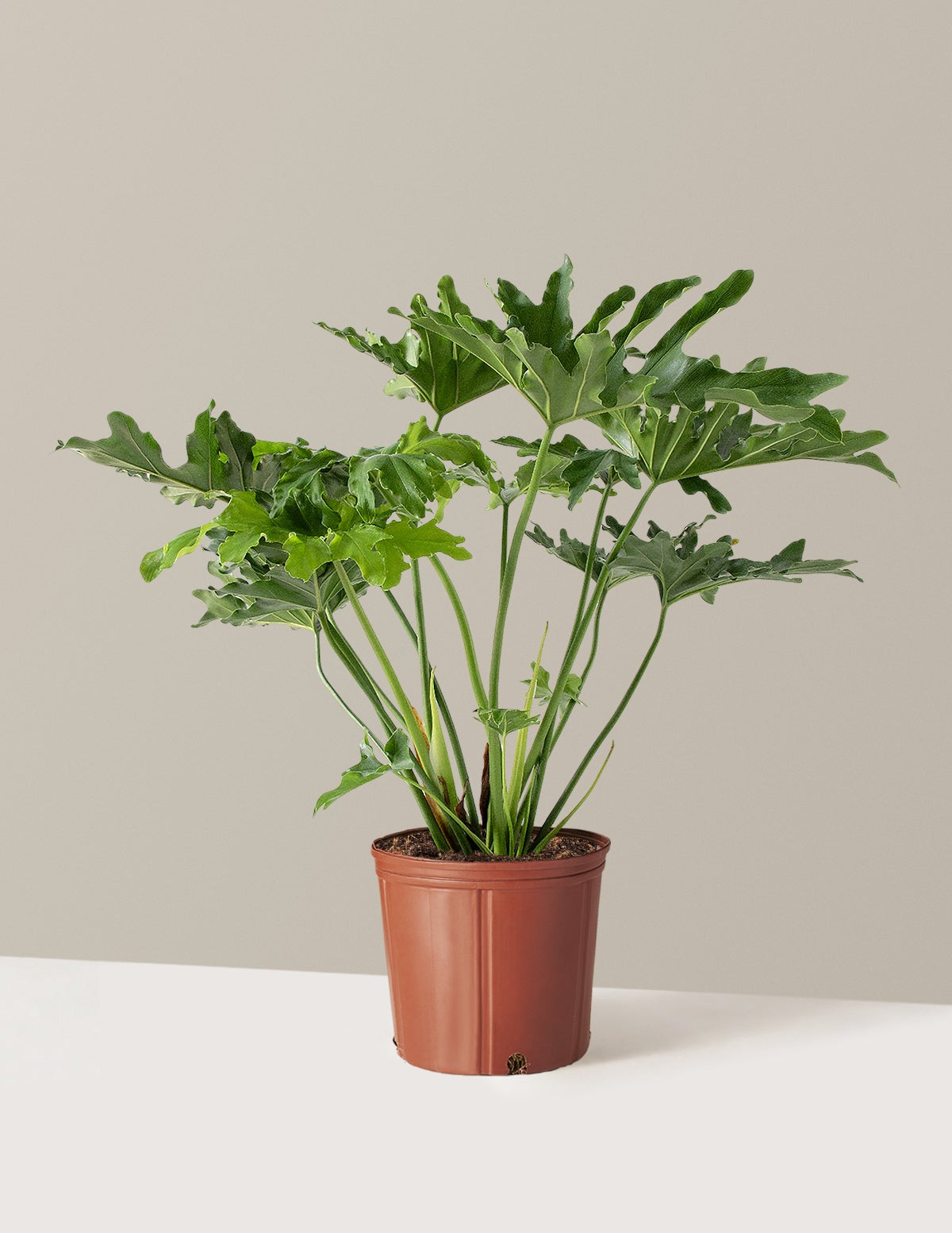 Large Philodendron Selloum Hope