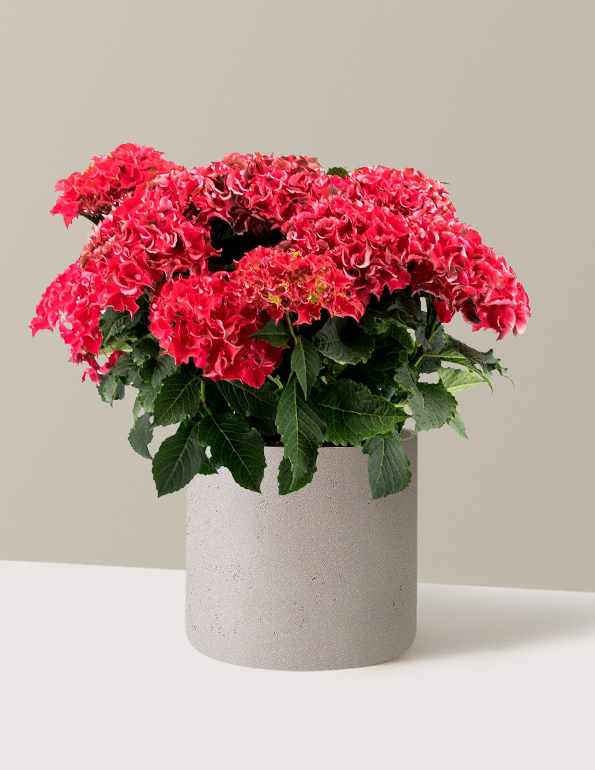 Frill RideTM Hydrangea