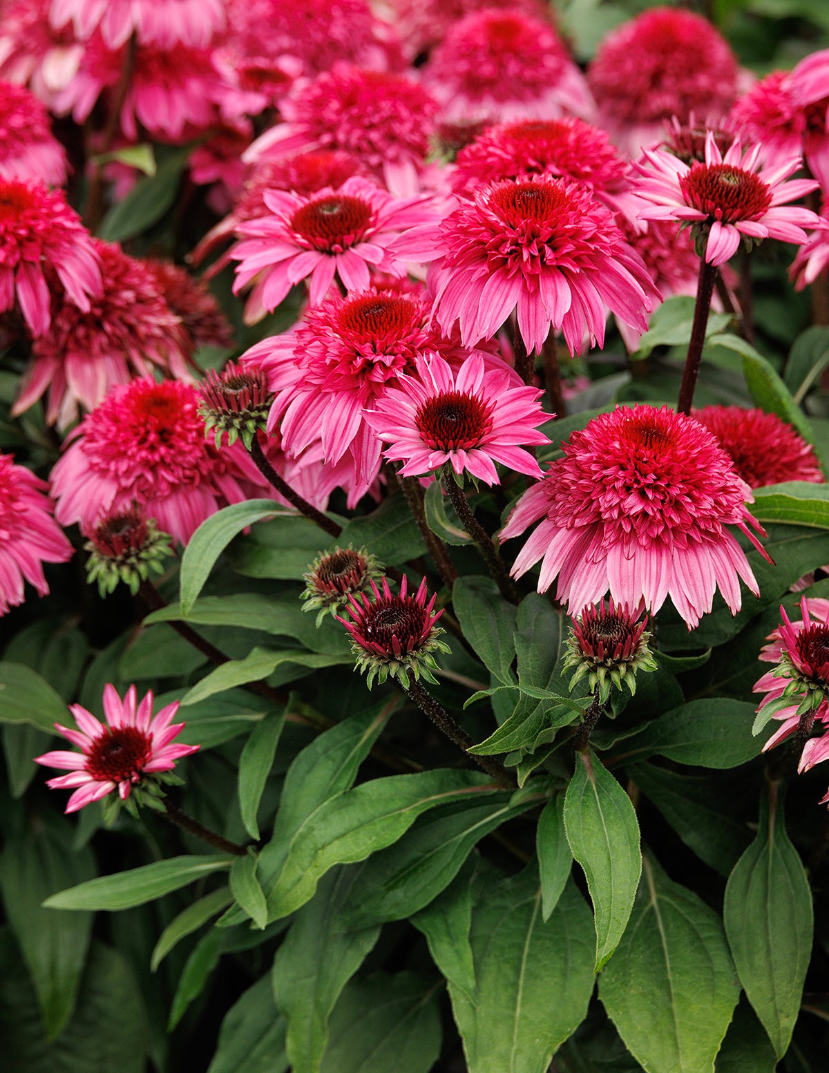 Double ScoopTM Watermelon Deluxe Coneflower