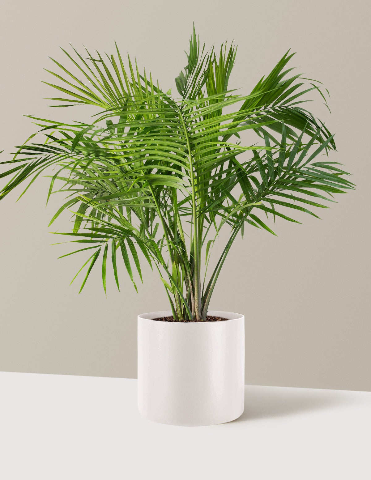 Large Majesty Palm