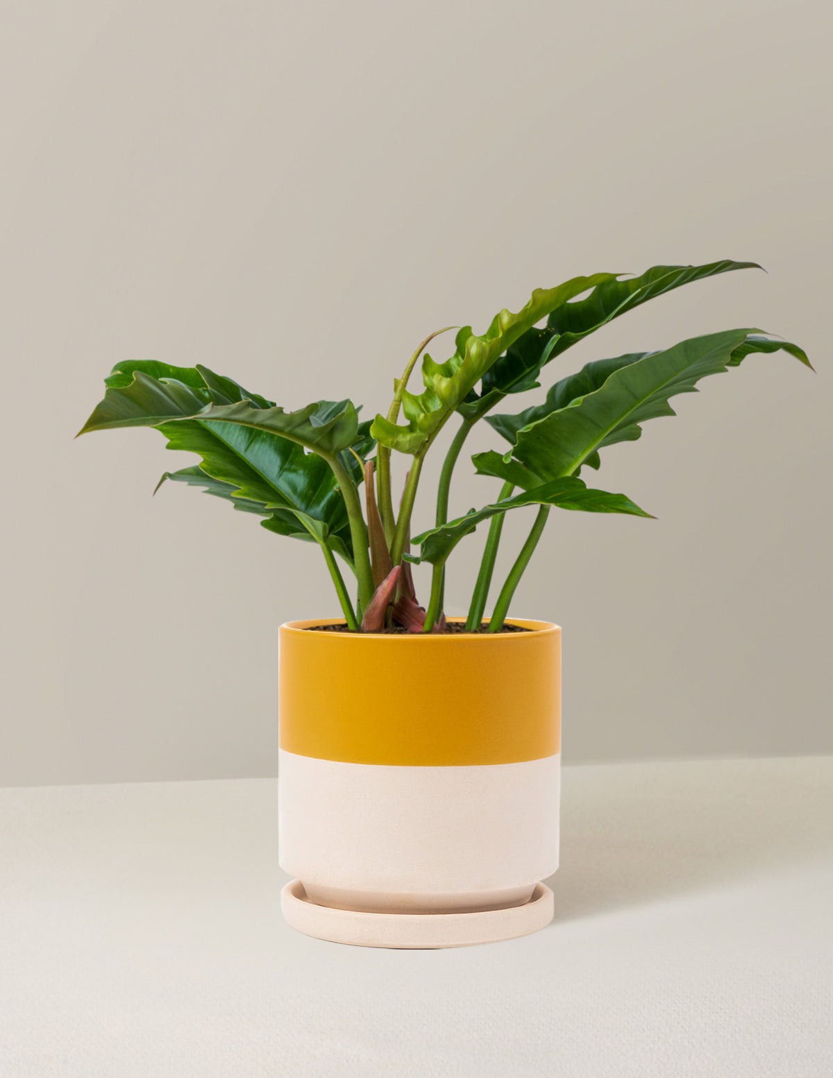 Philodendron Jungle Boogie