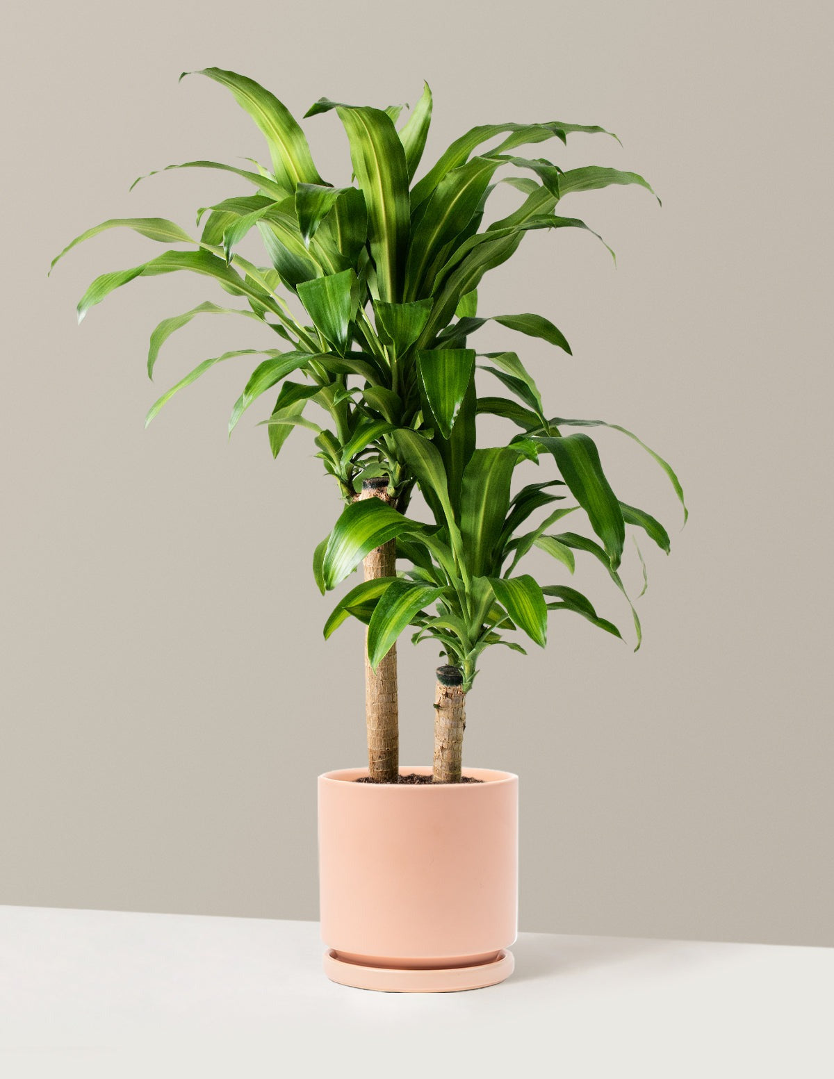 Dracaena Mass Cane