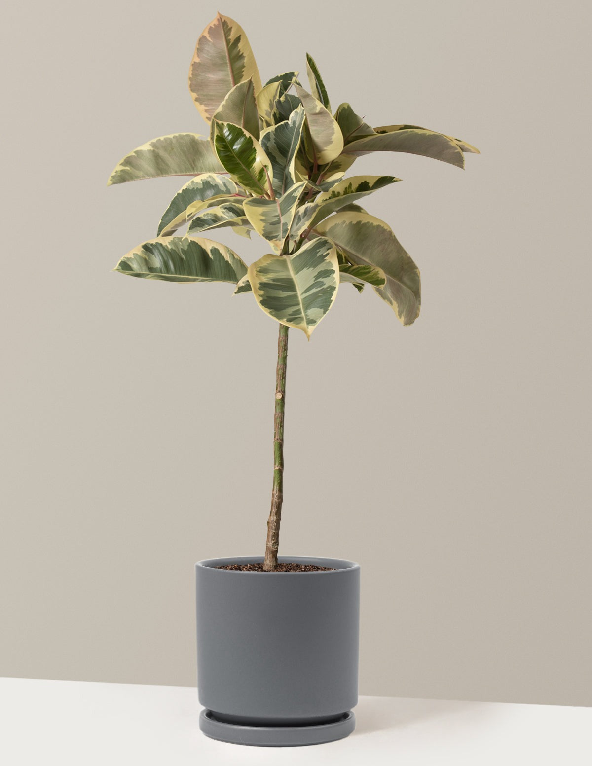 Ficus Tineke Tree