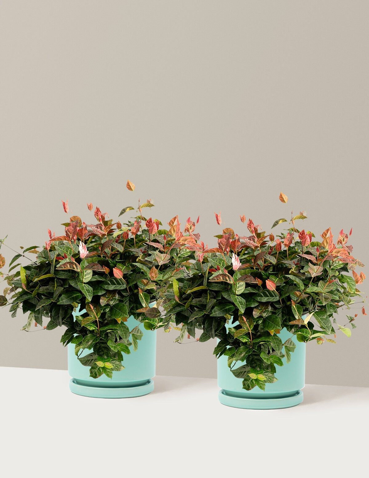 Snow-N-SummerTM Asiatic Jasmine