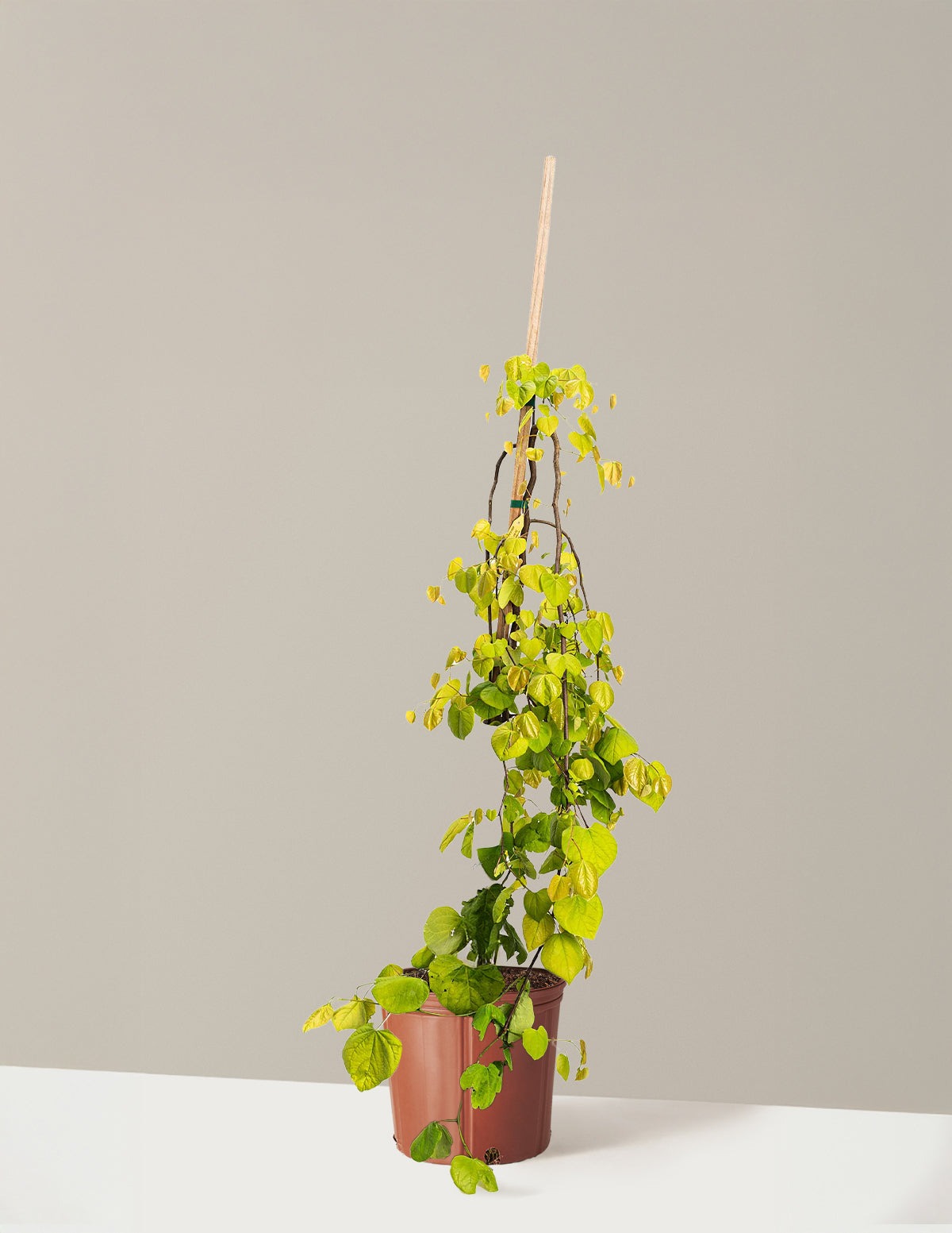 Golden Falls® Redbud Tree