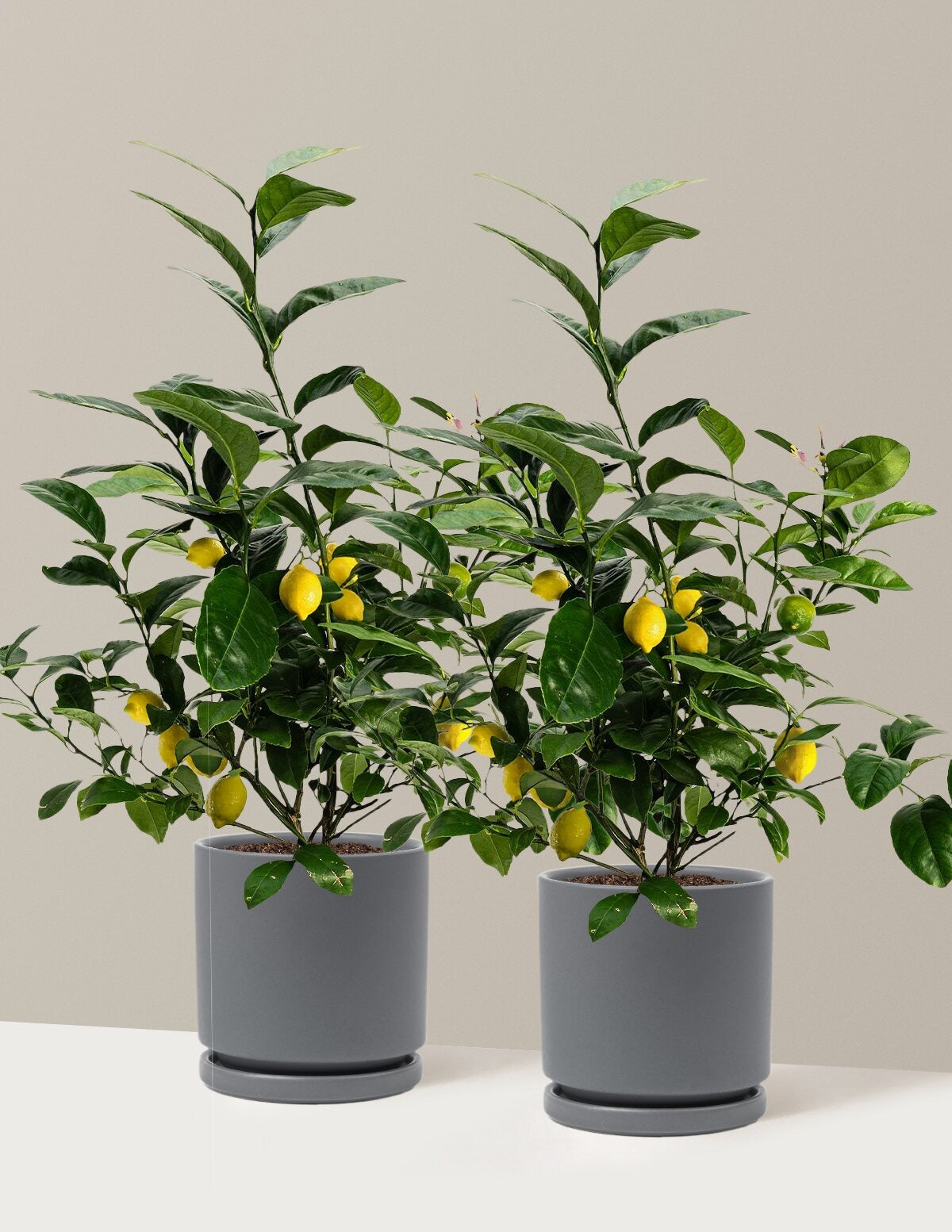 Meyer Lemon