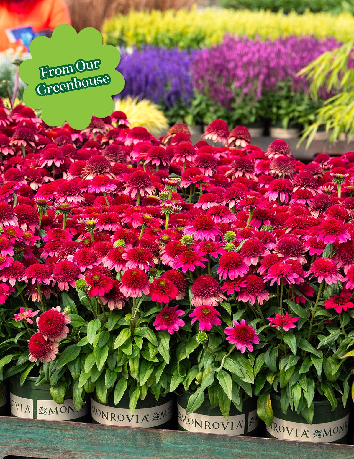 Double ScoopTM Watermelon Deluxe Coneflower
