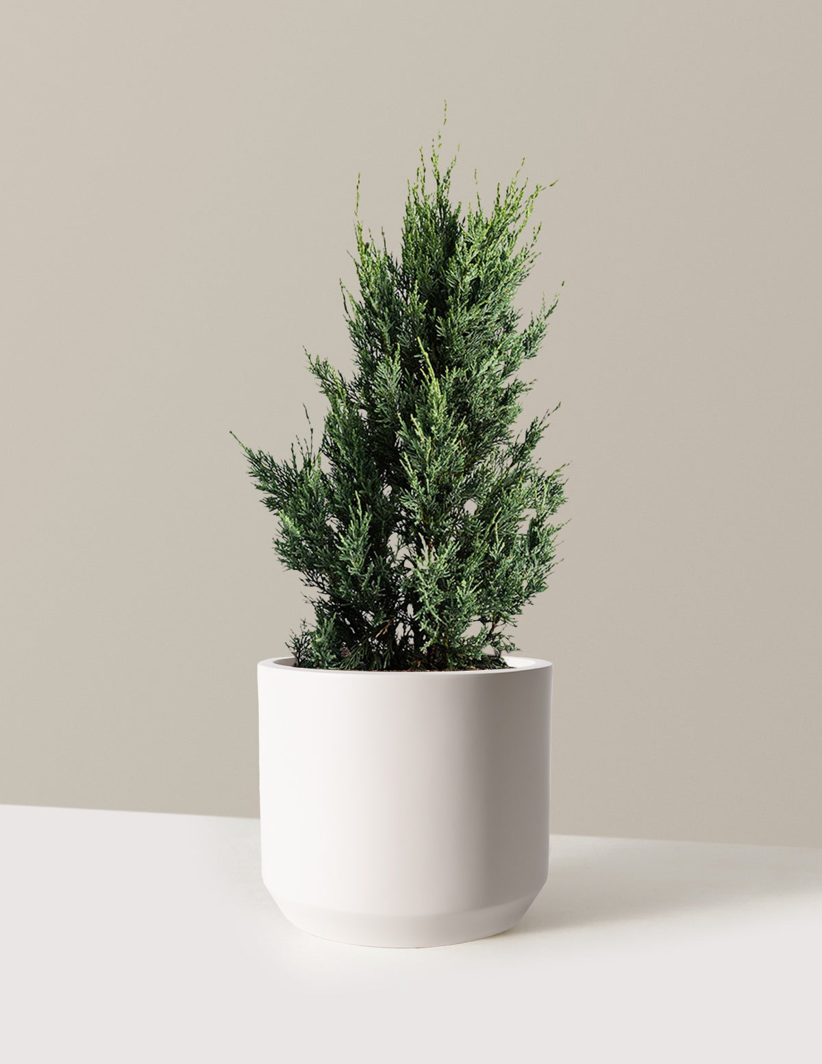 Moonglow Juniper Tree
