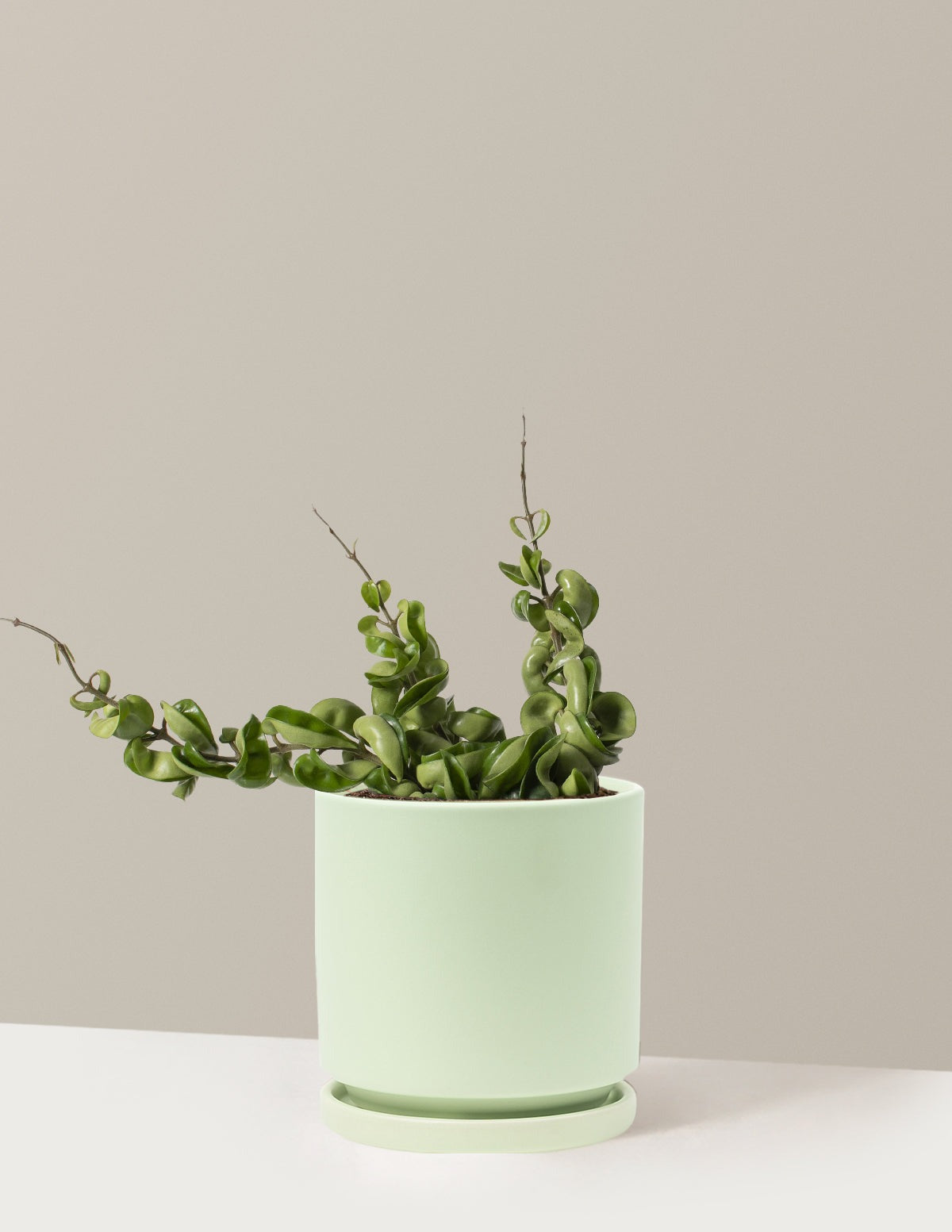 Hoya Rope