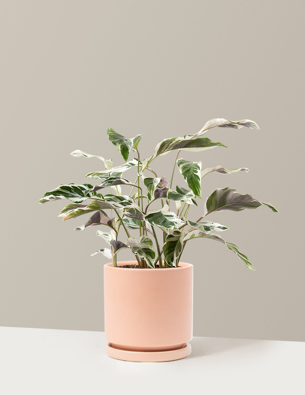 Calathea White Fusion