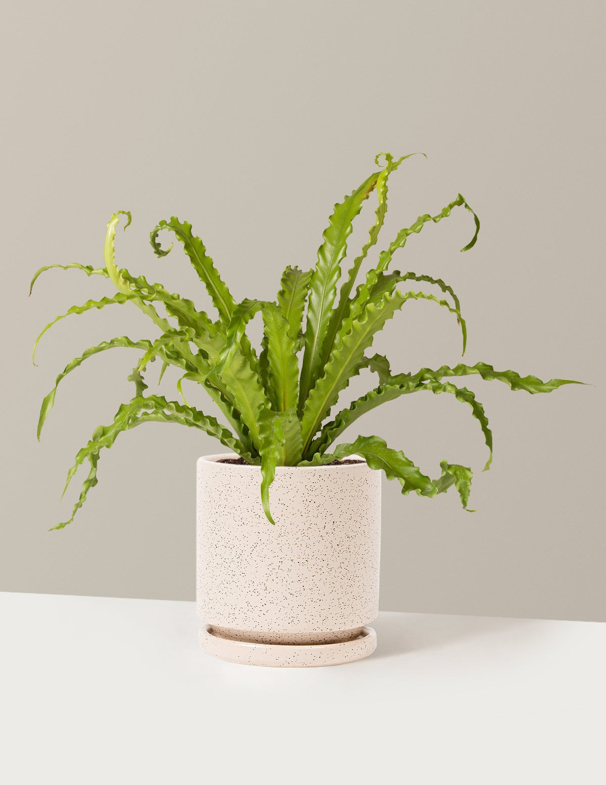 Bird's Nest Fern