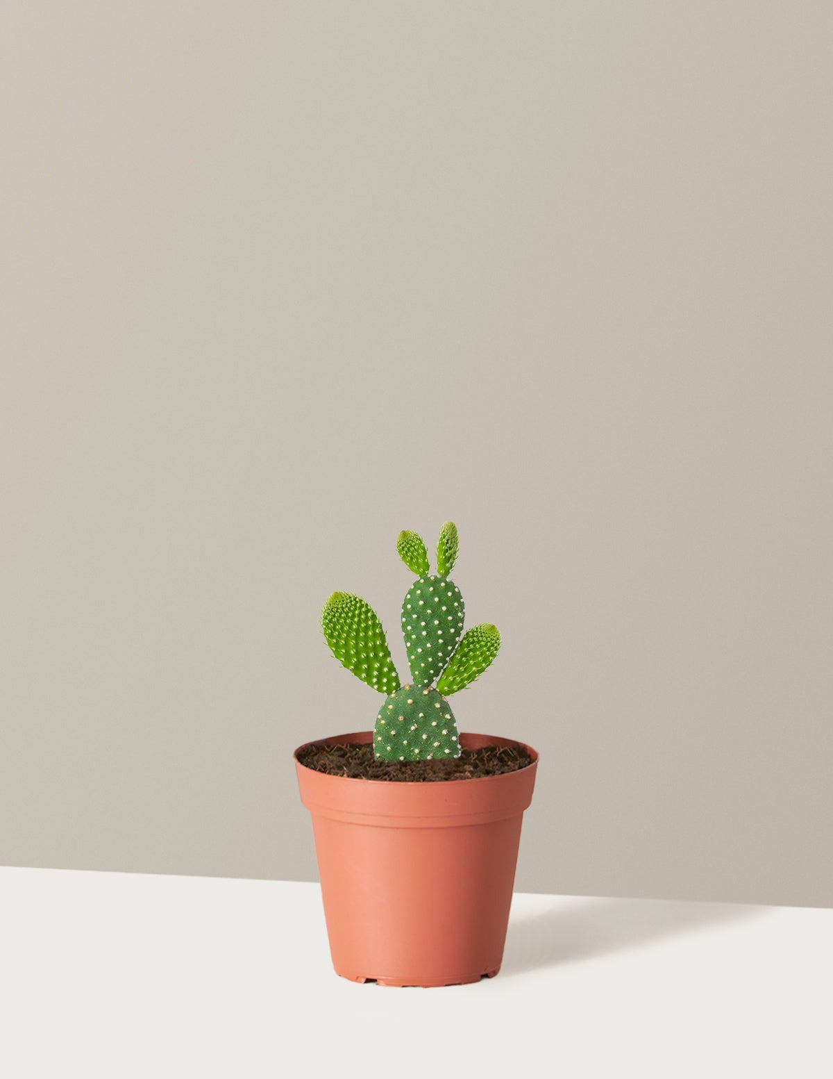Bunny Cactus