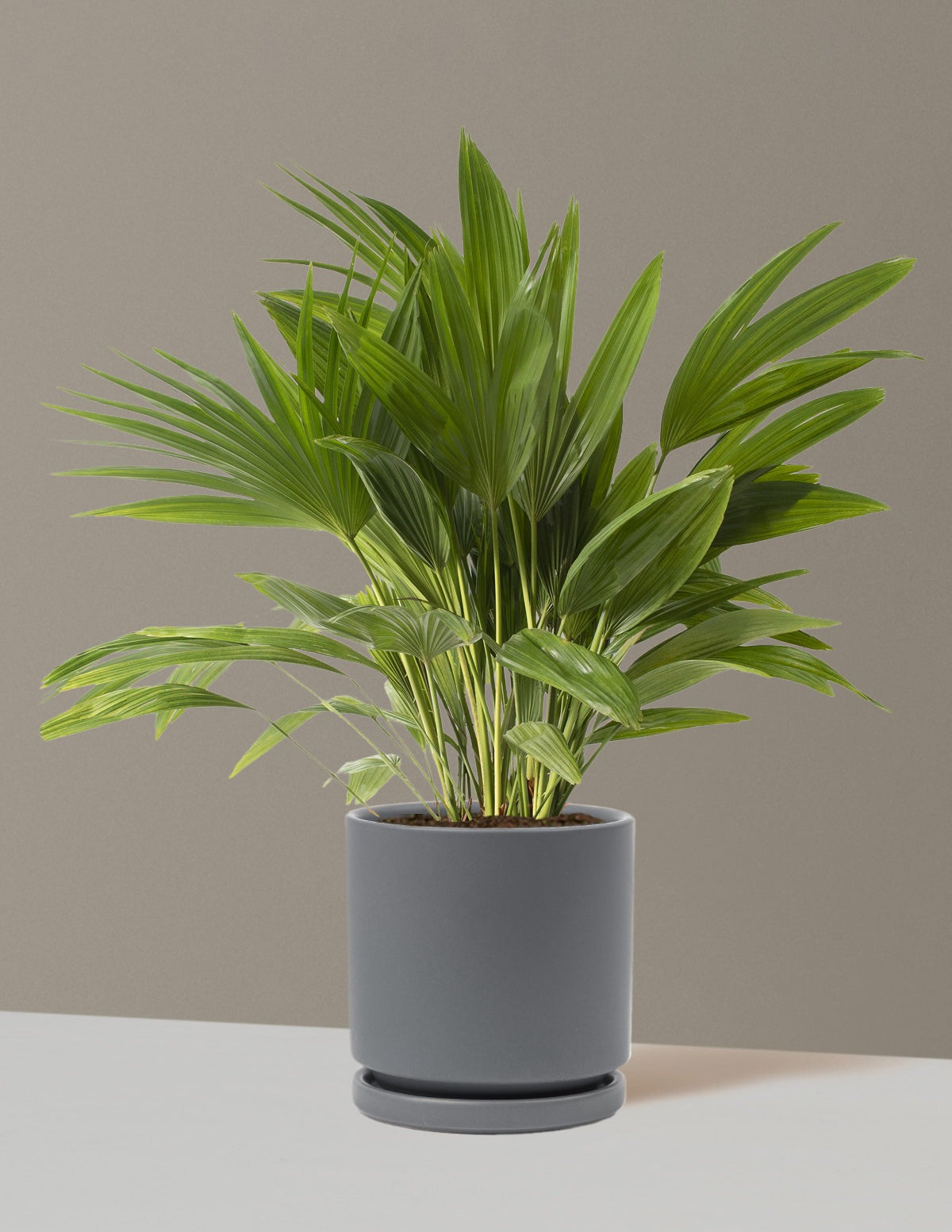 Fan Palm