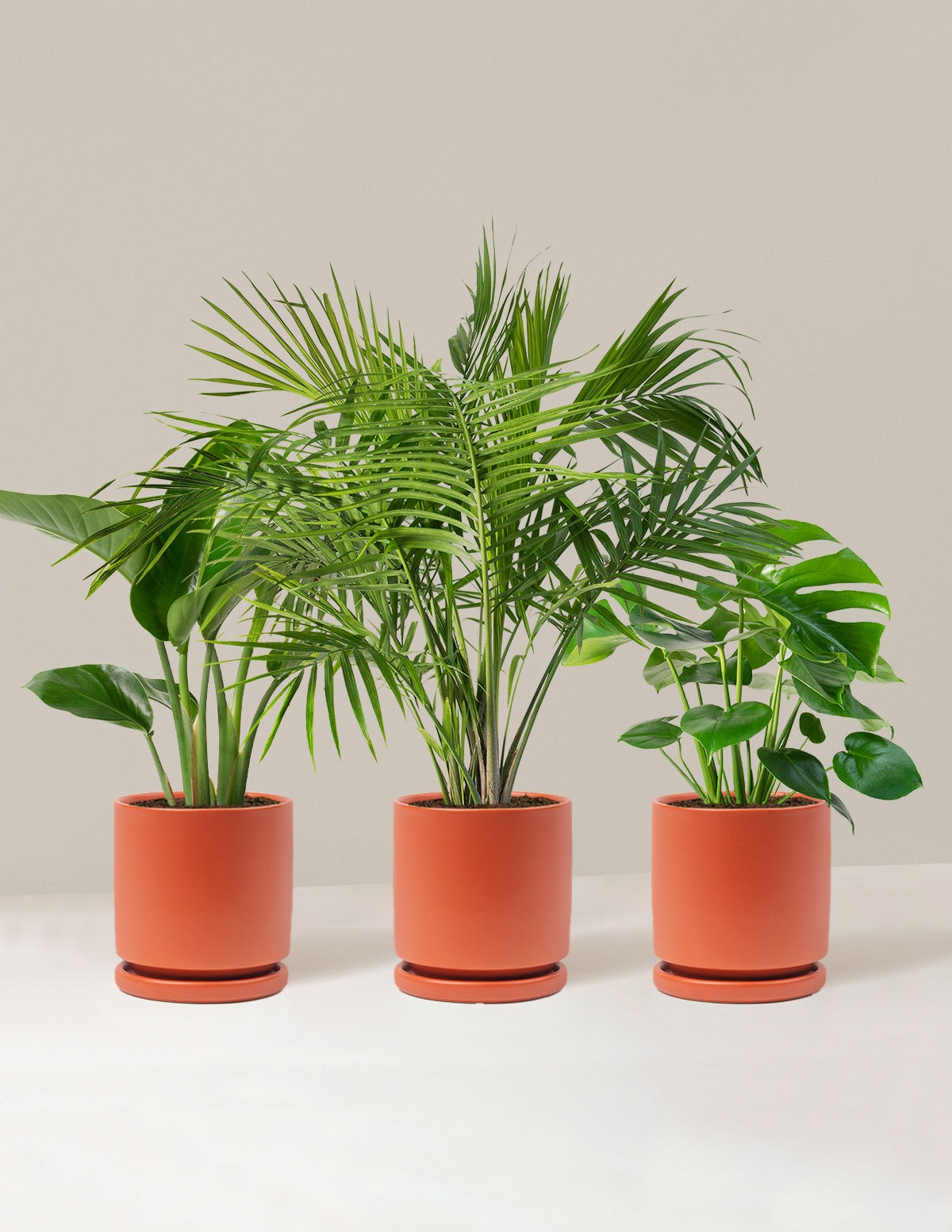 Tropical Trio