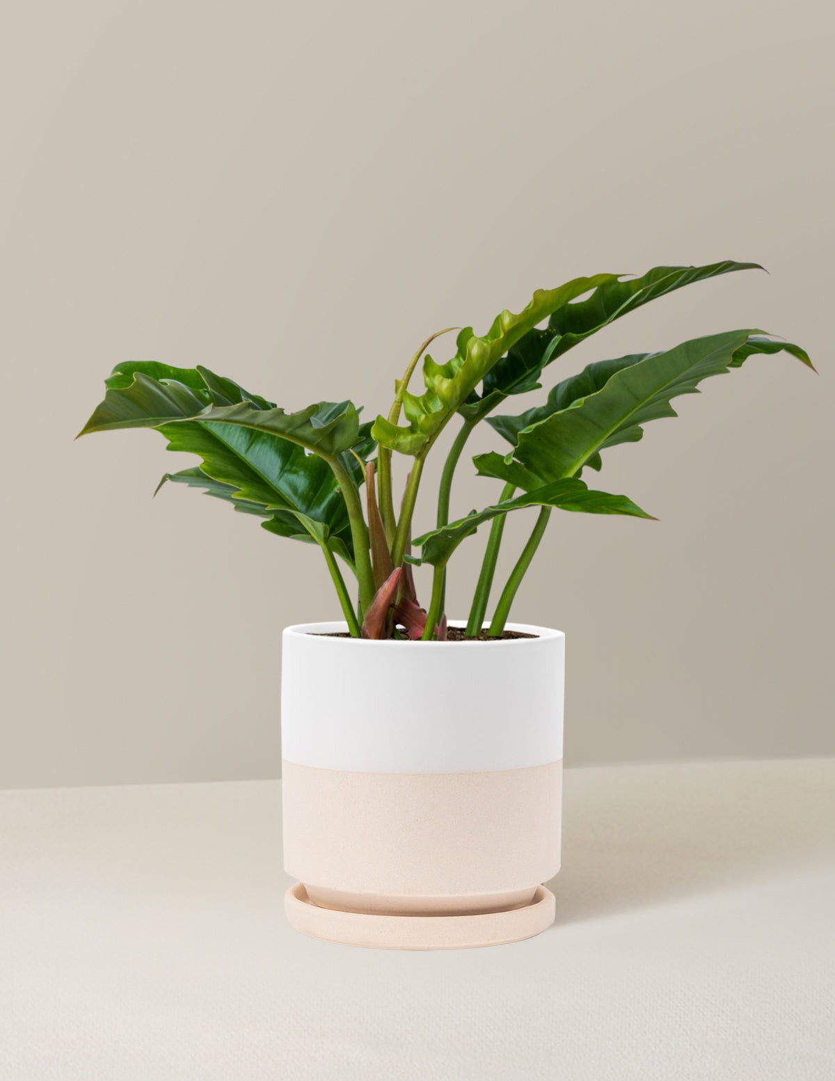Philodendron Jungle Boogie