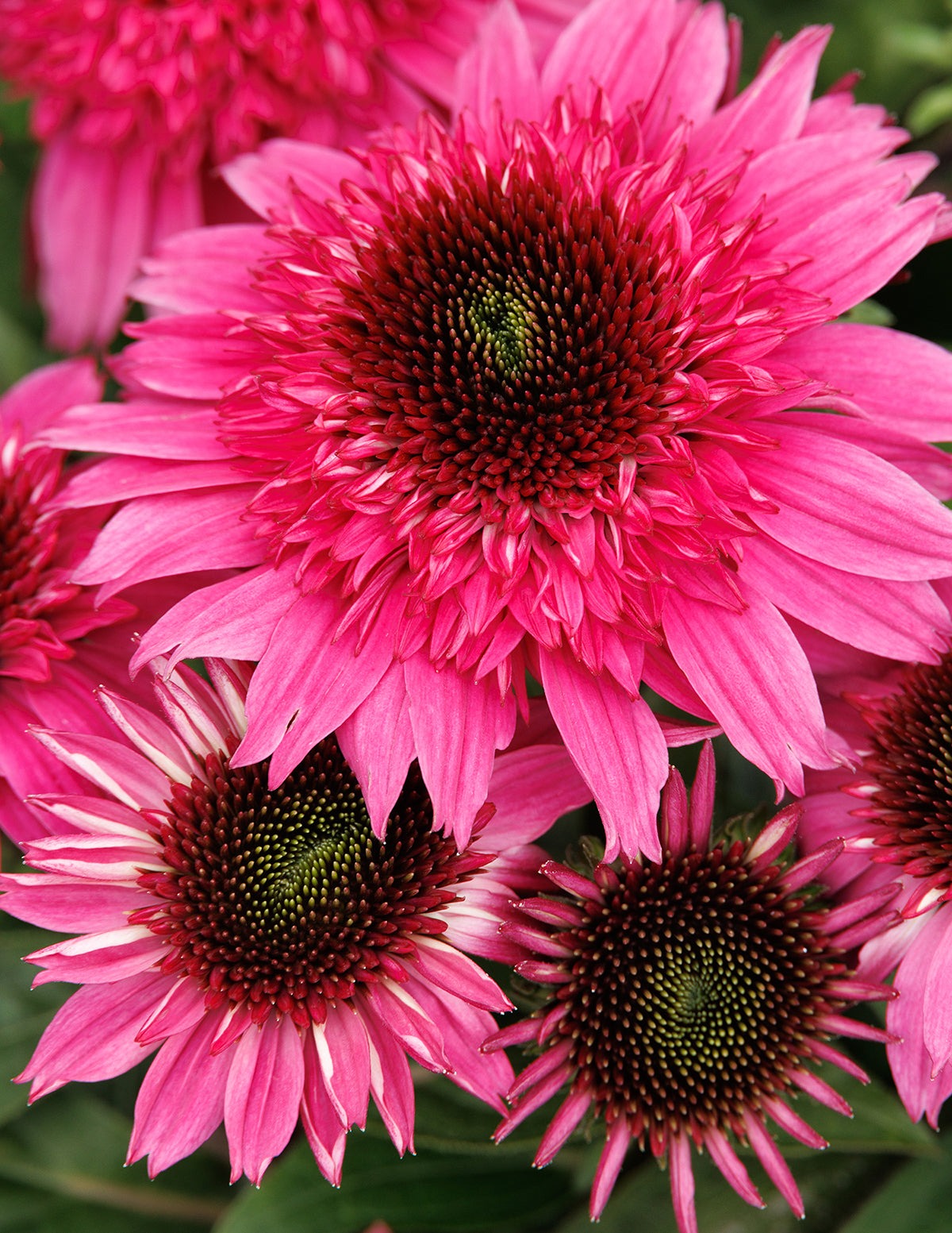 Double ScoopTM Watermelon Deluxe Coneflower