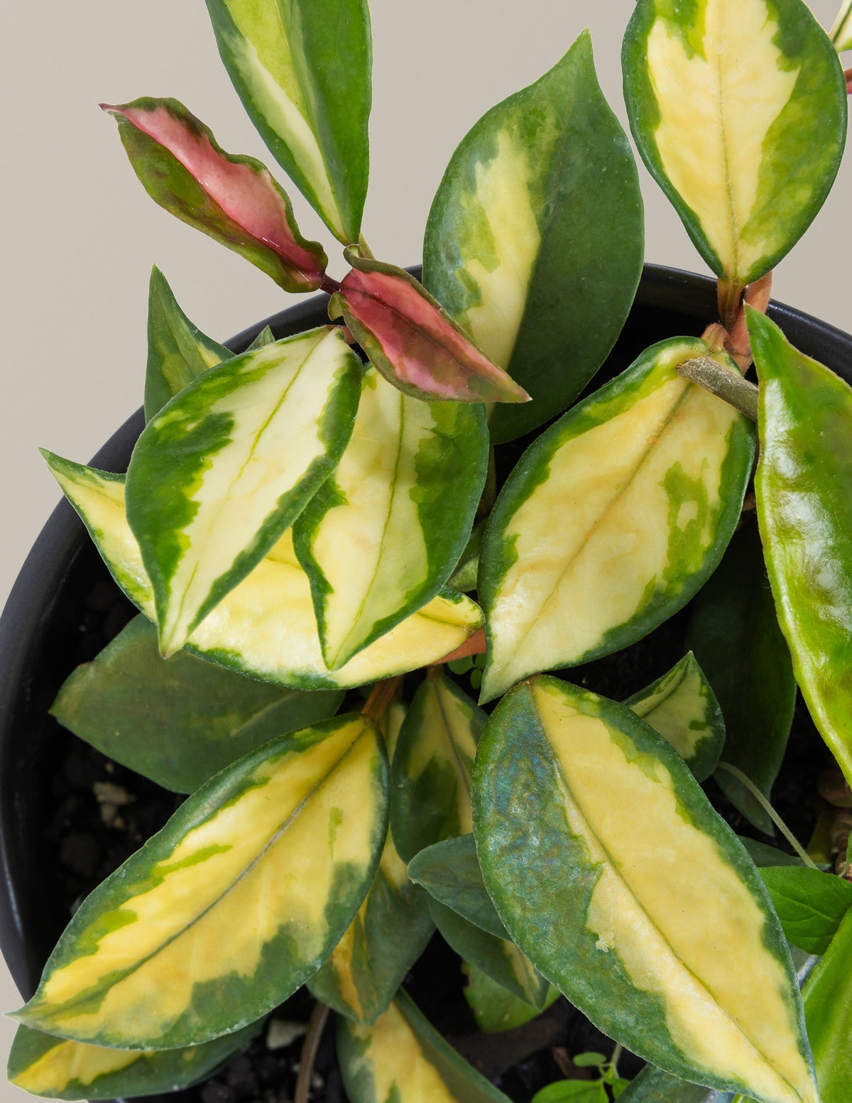 Hoya Carnosa Tricolor