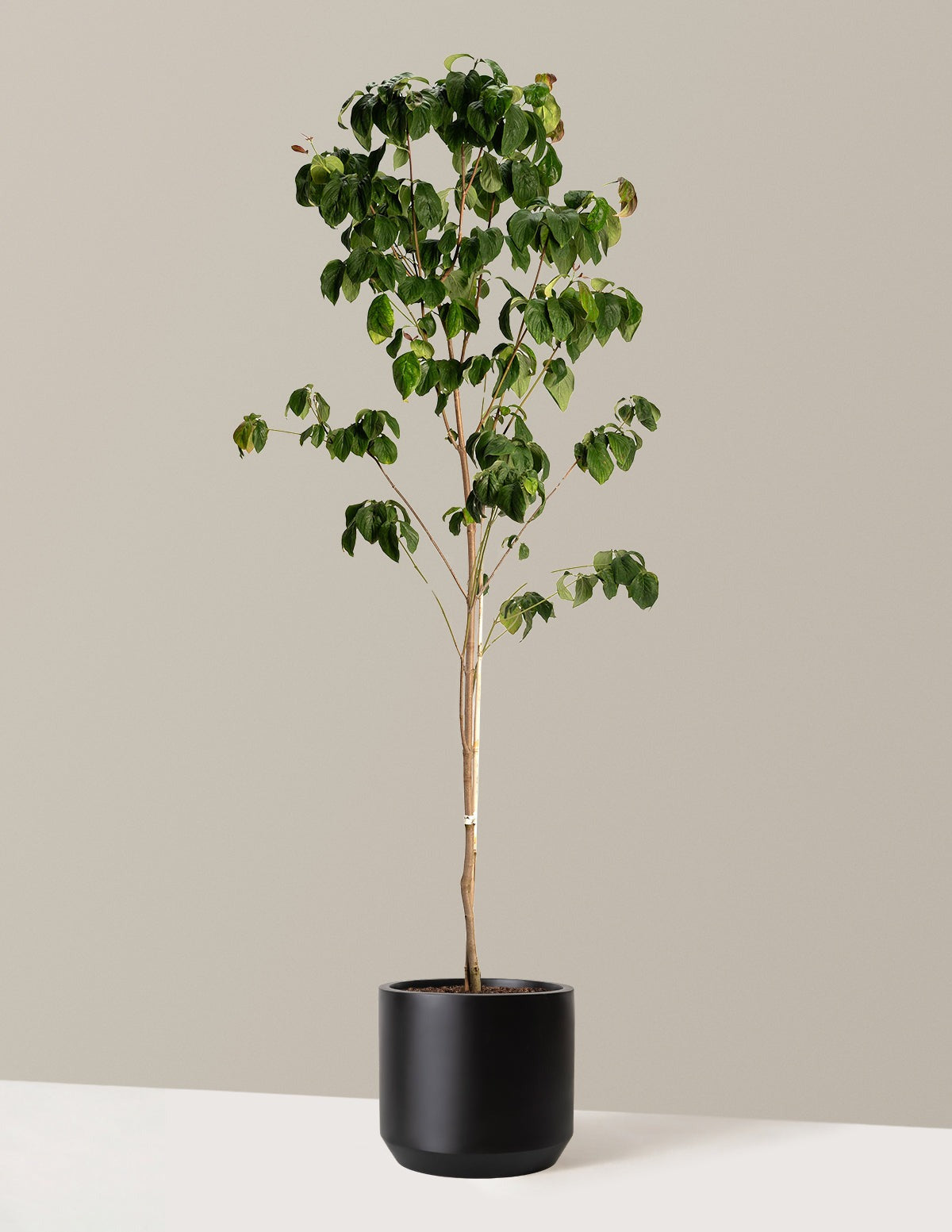 Cherokee Brave Pink Dogwood