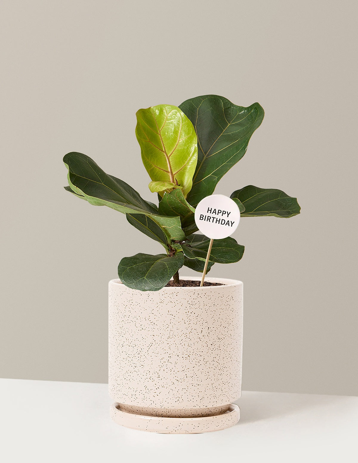 Happy Birthday Fiddle Leaf Fig Bush