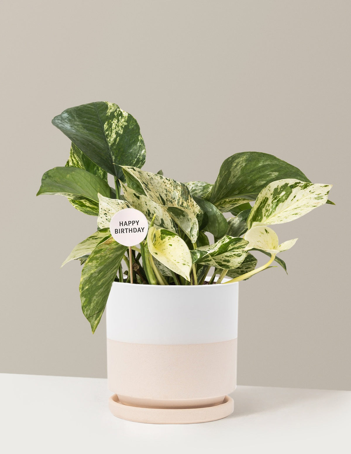 Happy Birthday Pothos Marble Queen