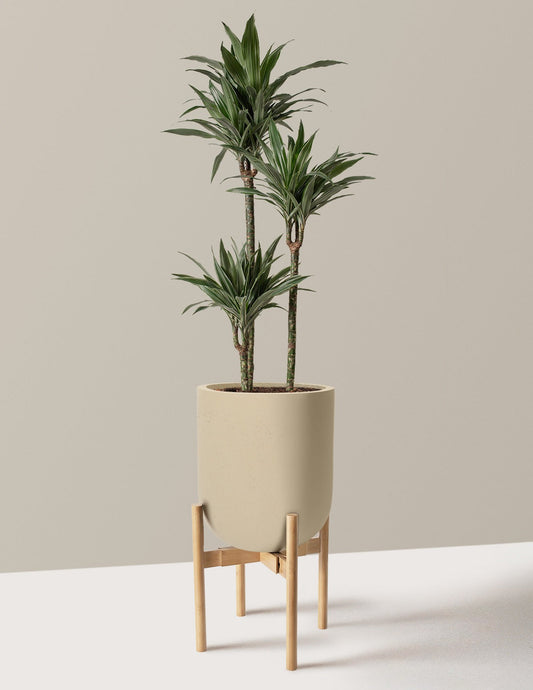 Large Dracaena Warneckii