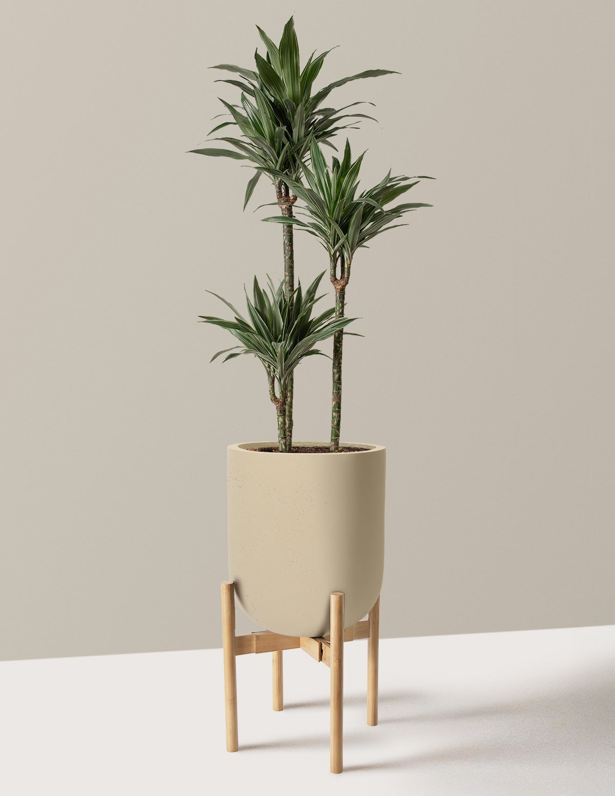 Large Dracaena Warneckii