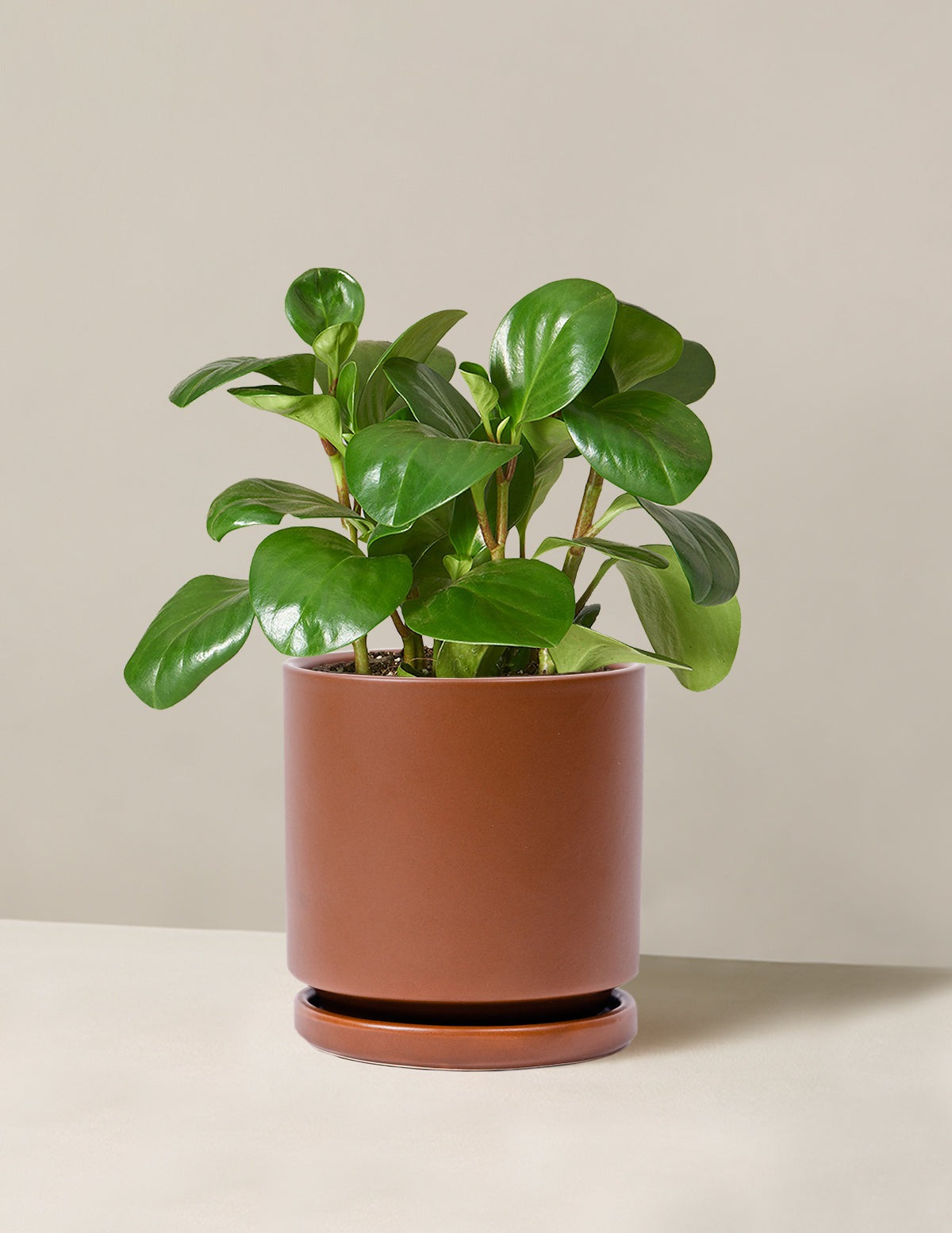 Baby Rubber Plant
