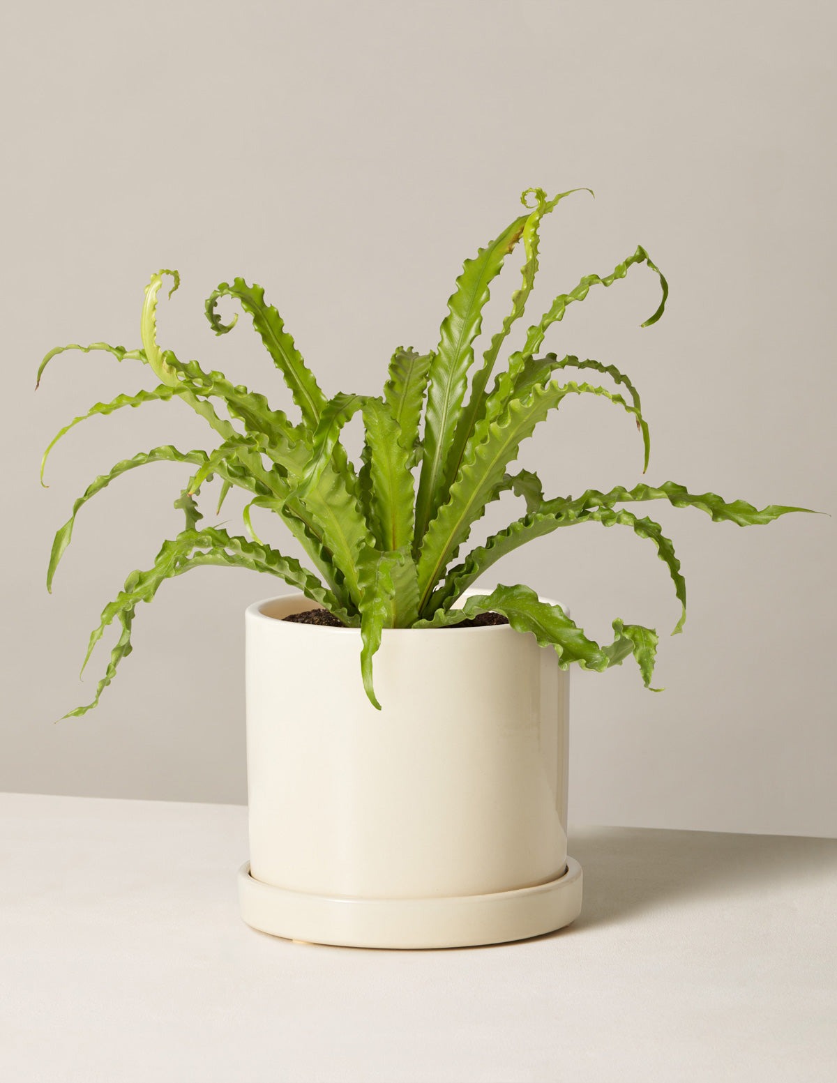 Bird's Nest Fern