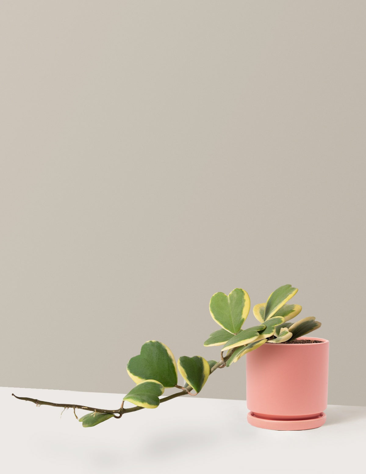 Trailing Hoya Heart
