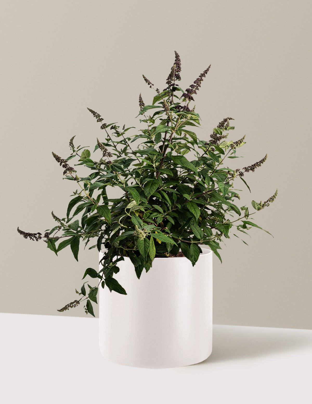 Blueberry PieTM Butterfly Bush