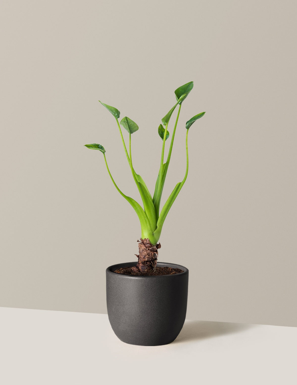 Alocasia Tiny Dancer