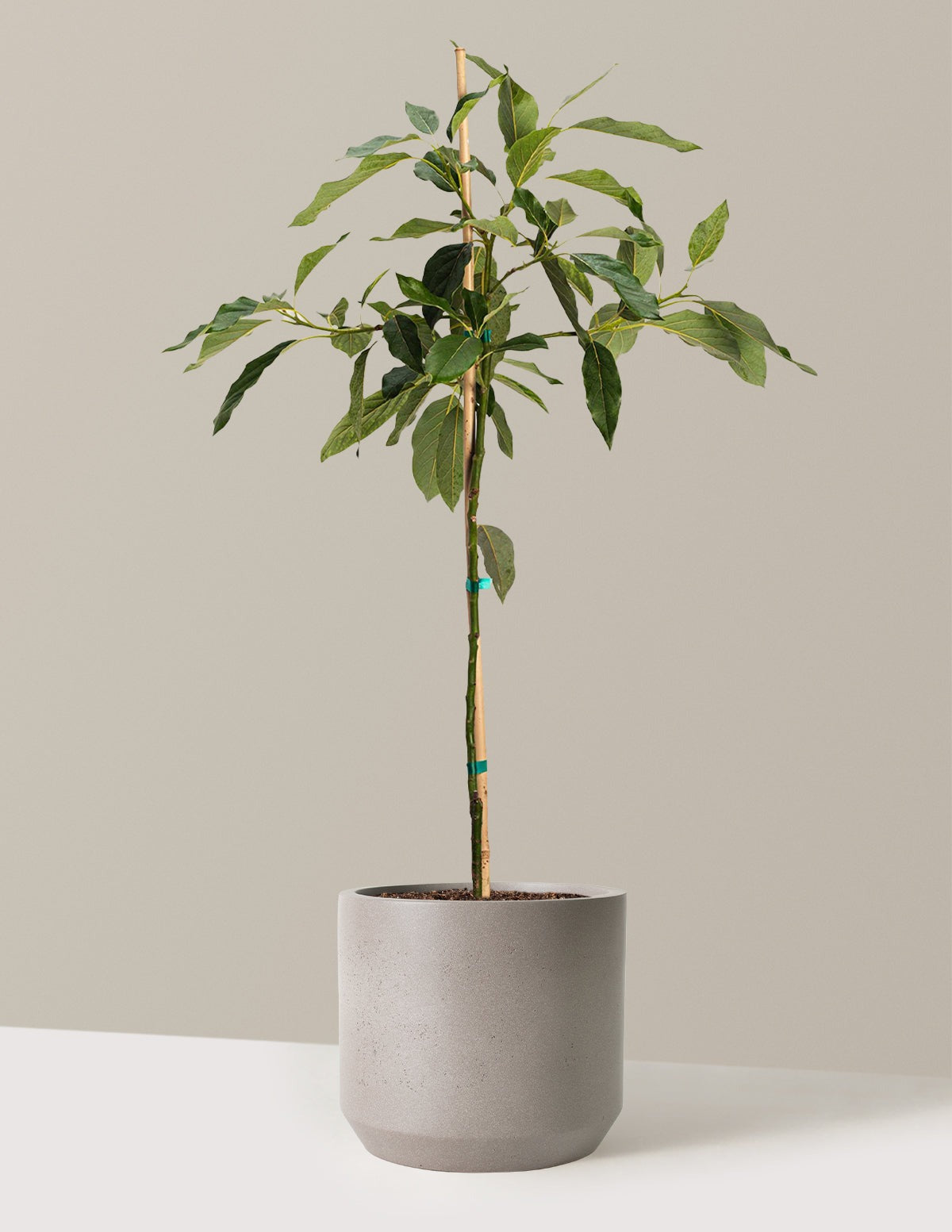 Cold Hardy Avocado Tree