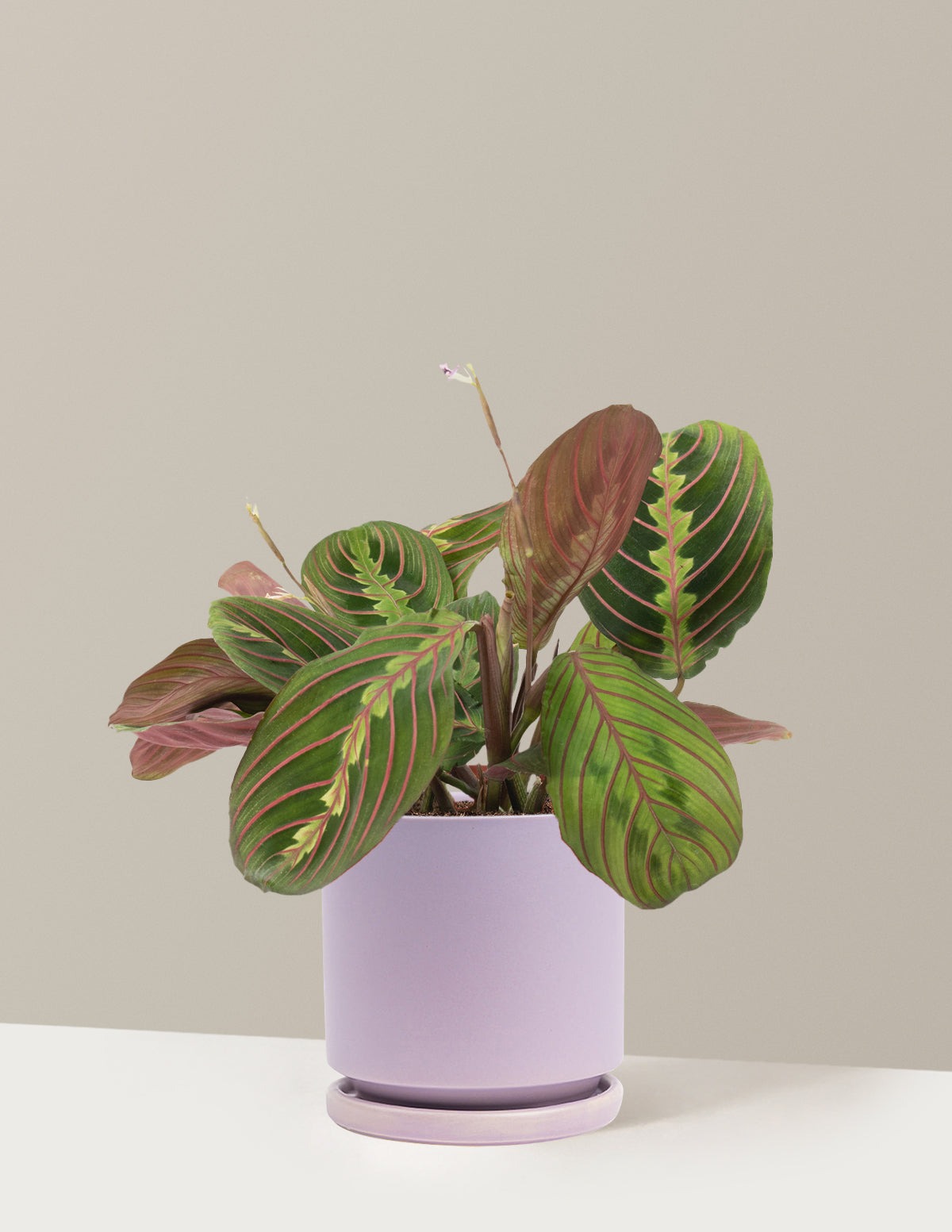 Red Prayer Plant