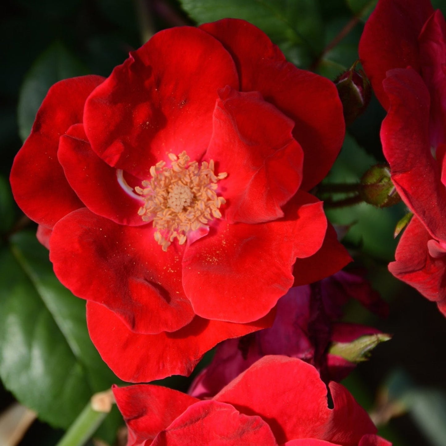 Winner's CircleTM Climbing Rose