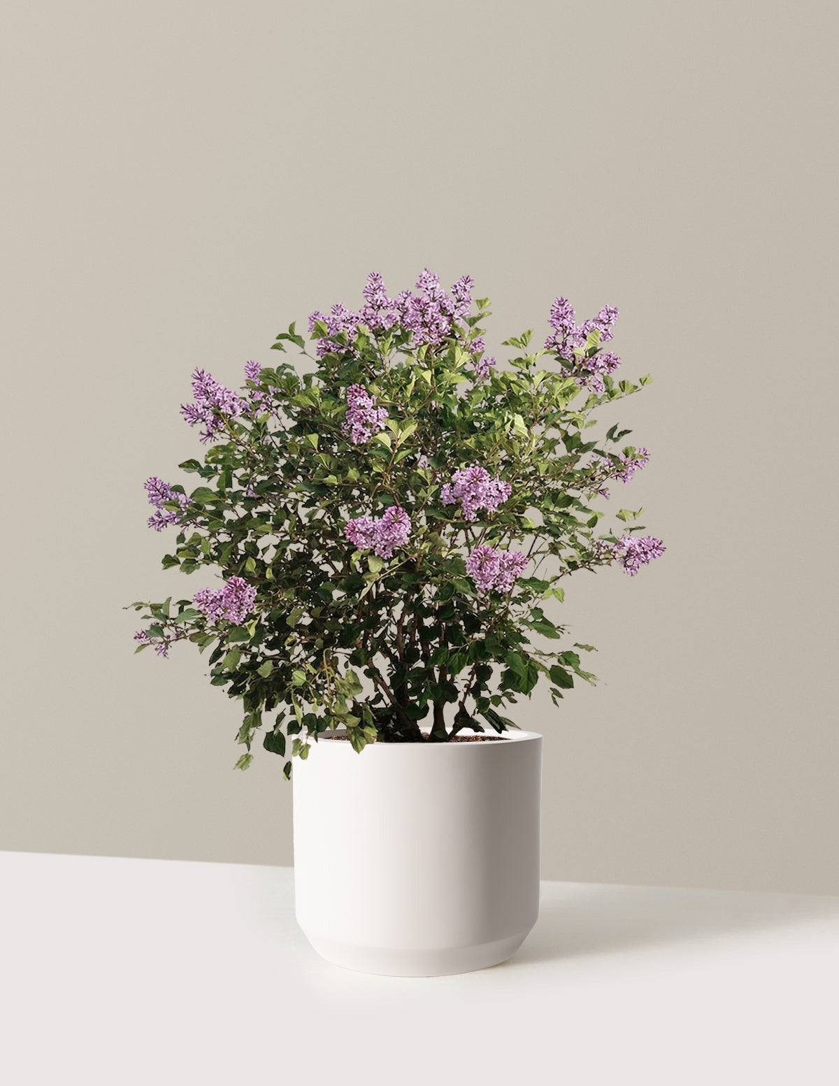 Bloomerang Lilac Bush