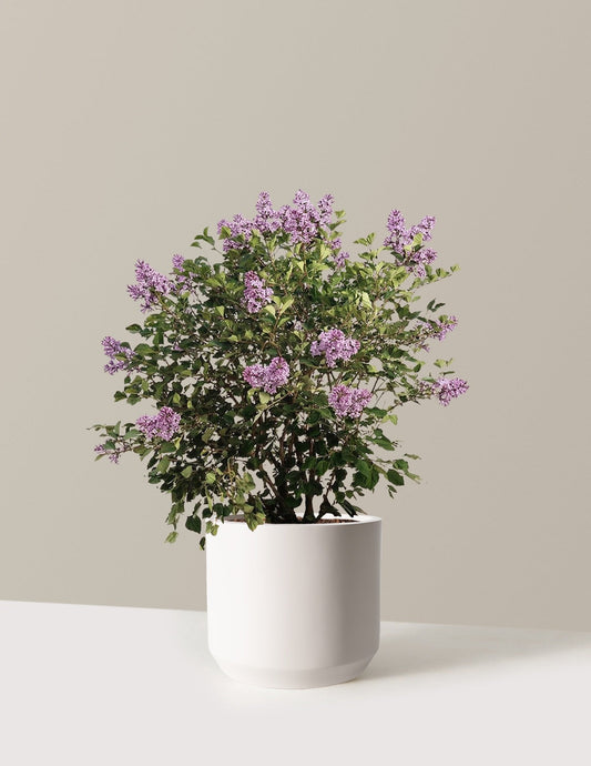 Bloomerang Lilac Bush