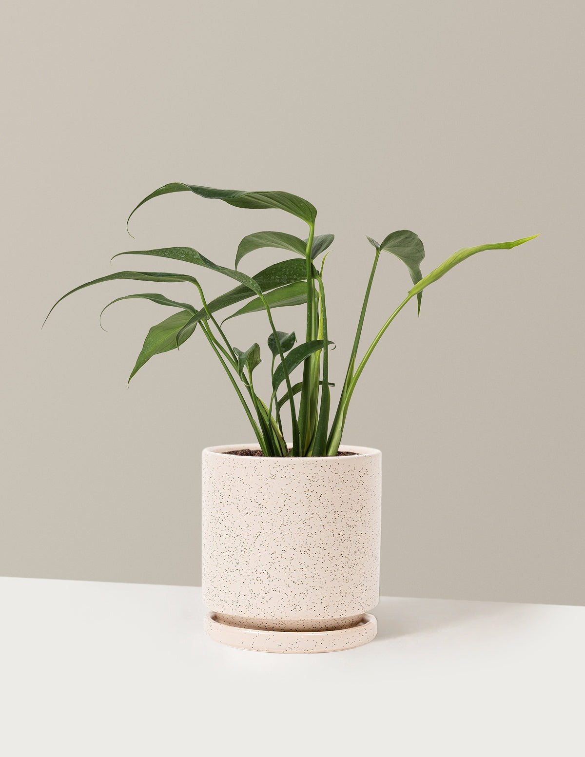 Monstera Burle Marx Flame